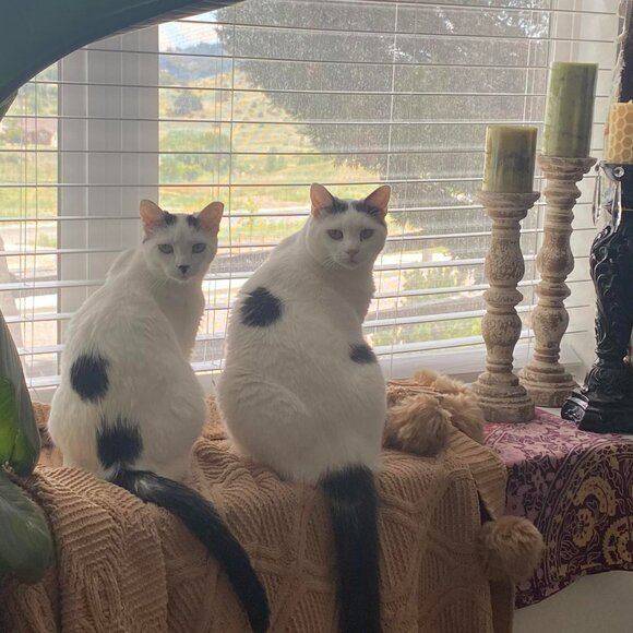 Meet your Posher, Tyresha - Picture 3 of 16